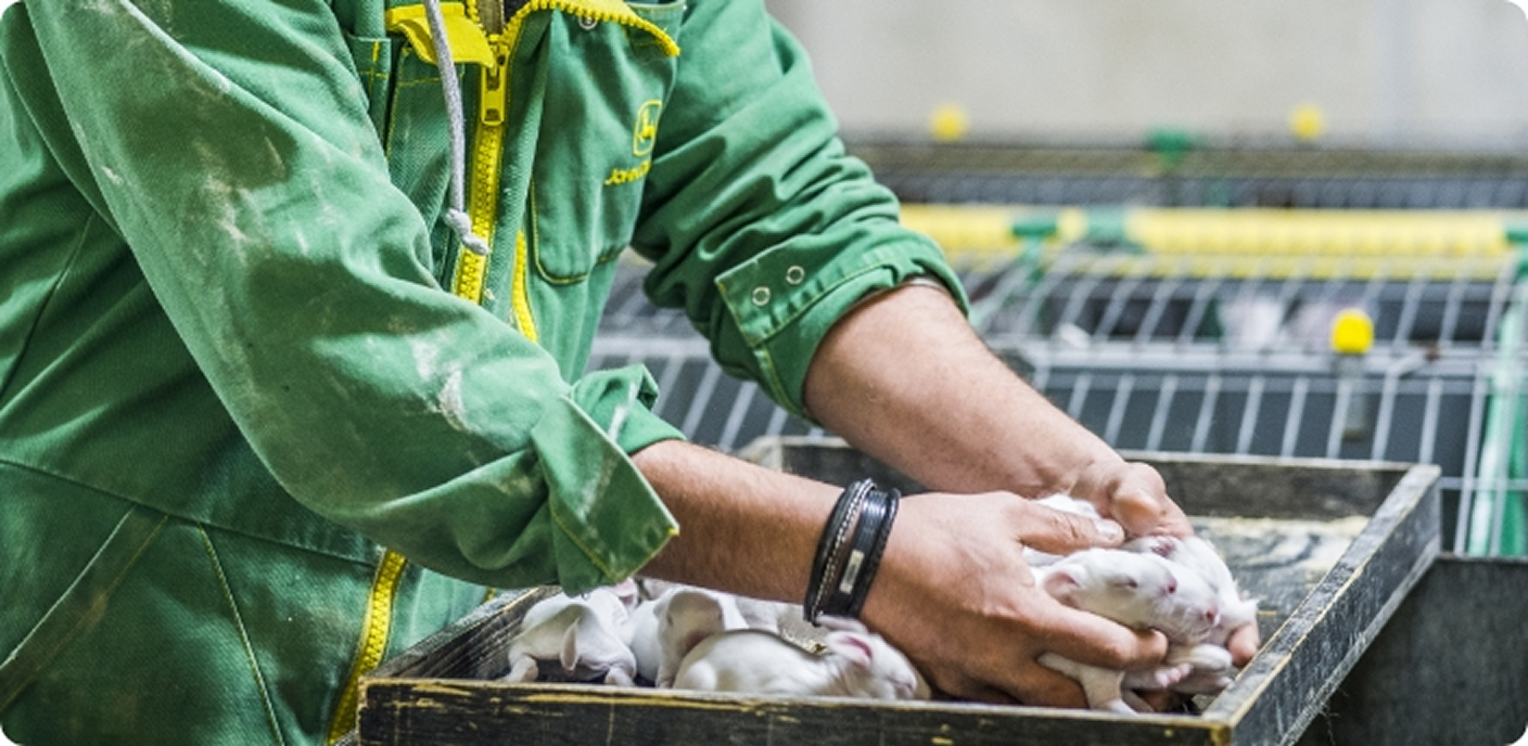 img fonctionnement elevage