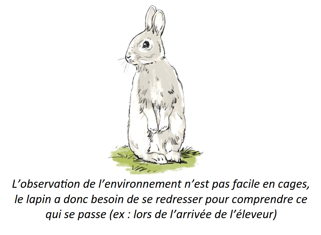 lapin-observation