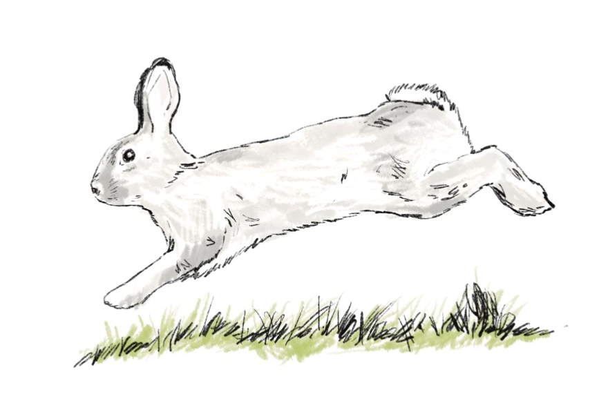 se-deplacer-lapin